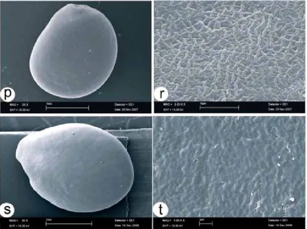 Figure 1. SEM of the studied Genista taxa. General views (at lefts), views in detail (at rights)