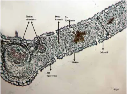 Şekil 15. S. lycaonica gövde enine kesitinin genel görünüşü ve anatomik tabakaları 