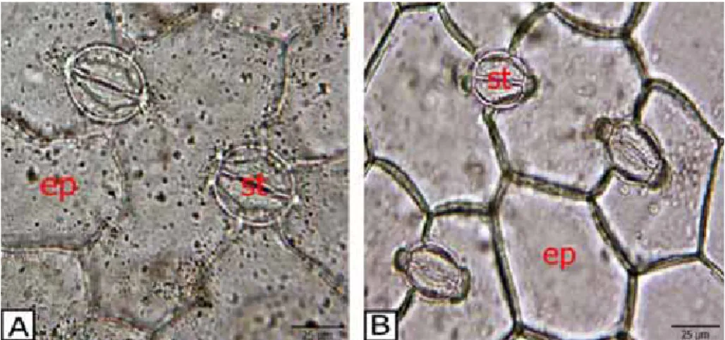 Şekil 7. Silene anatolica taban yaprağının yüzeysel kesitinde stomalar,  A. Alt yüzey, ep: epidermis hücresi, st: stoma, B