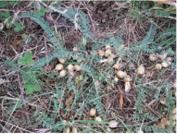 Figure 1.  Astragalus stereocalyx  3.2. Astragalus stereocalyx  