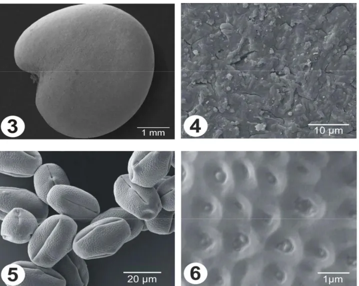 Figure  3-6.  SEM  micrographs  of  the  seed  coat  surfaces  and  the  pollen  grains  of  Sphaerophysa  kotschyana