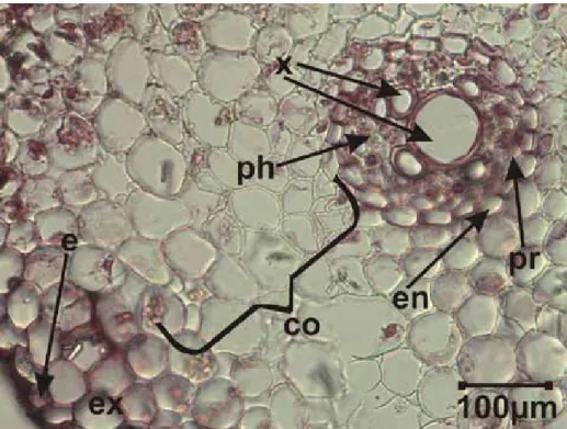 Figure 1. The transverse section of the root of Bellevalia mathewii. e: epidermis, ex: exodermis, co: cortex, ph: phloem, 