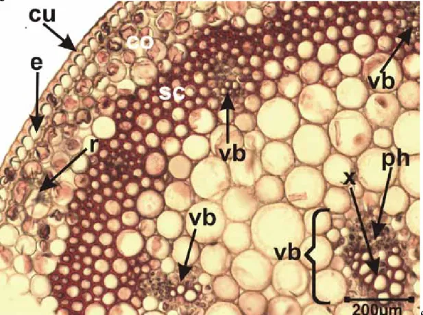 Figure 2.  The transverse section of the scape of Bellevalia  mathewii.  e: epidermis, co: cortex, sc: scleranchyma, ph: 