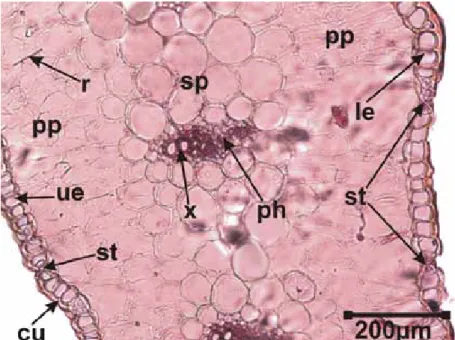 Figure 3.  The transverse section of the leaf of Bellevalia  mathewii.  cu: cuticle, ue: upper epidermis, st: stoma, ph: 