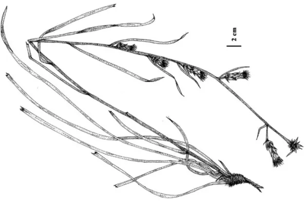 Figure 2.  Habit of Scorzonera renzii. 