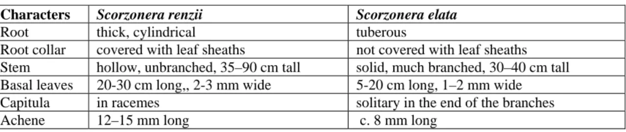 Table 1. A comparison between the diagnostic characters of Scorzonera renzii and S. elata 