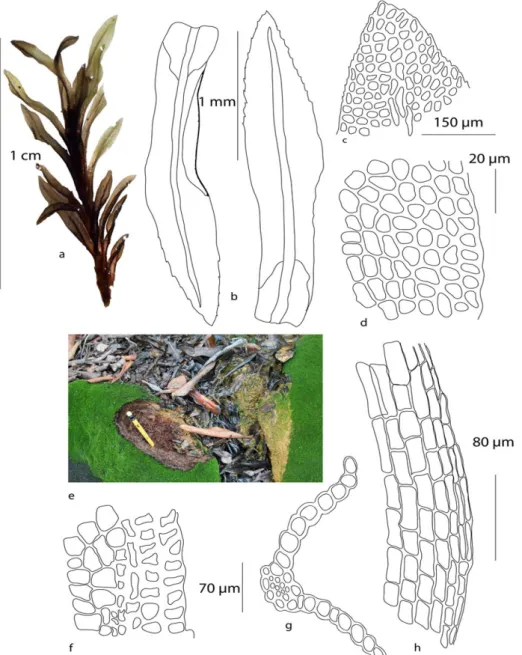 Figure 1. Rhabdoweisia crispata. a. Habit (wet); b. Leaves; c. Leaf apex; d. Mid – leaf cells; e