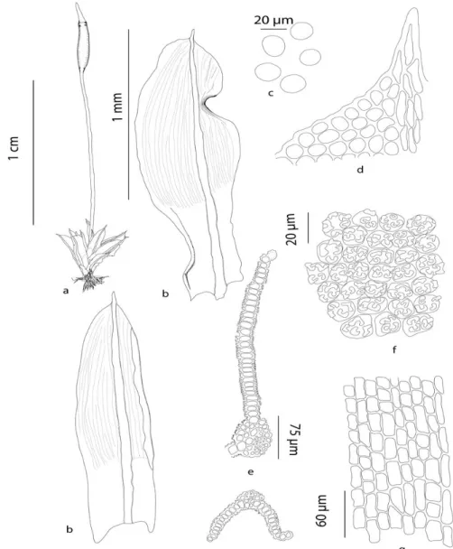 Figure 2. Tortula guepinii. a. Habit (wet); b. Leaves; c. Spores; d. Leaf apex; e. Cross section of leaf (middle and upper  part); f