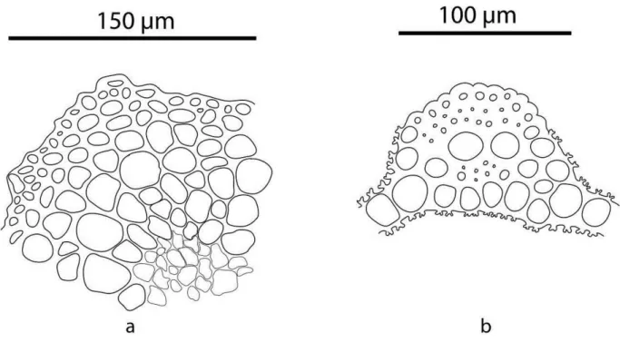 Figure 3. Tortella bambergeri. a. Cross section of stem; b. Cross section of  leaf; (based on AYDN 3293) 