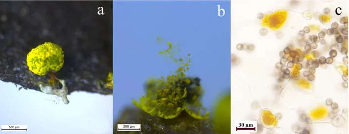 Şekil 2. Physarum auripigmentum a- sporokarp, b- kapillitium c- sporlar ve kapillitium 