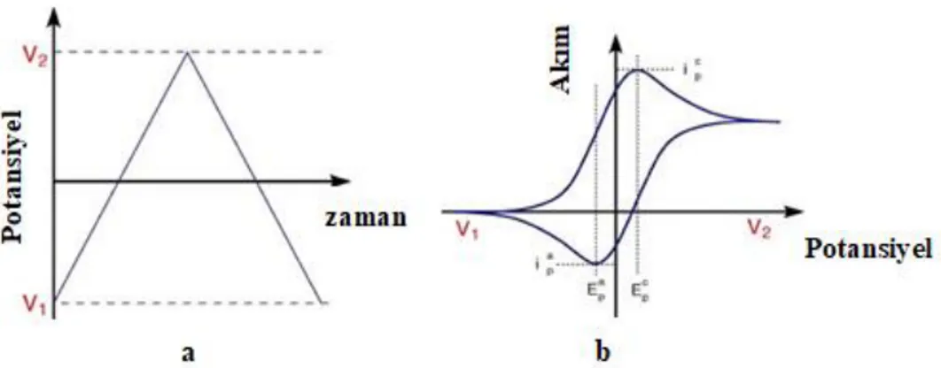 Şekil  1.1 (a) Dönüşümlü voltametride potansiyelin zamana bağlı değişimi,   (b) Tersinir bir elektrokimyasal reaksiyon için elde edilen dönüşümlü voltamogram
