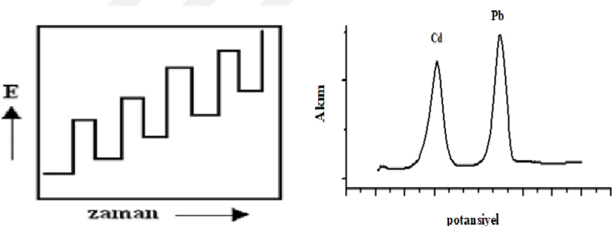 Şekil  1.2 Diferansiyel puls voltametrisi için uyarma sinyali ve diferansiyel puls voltamogramı