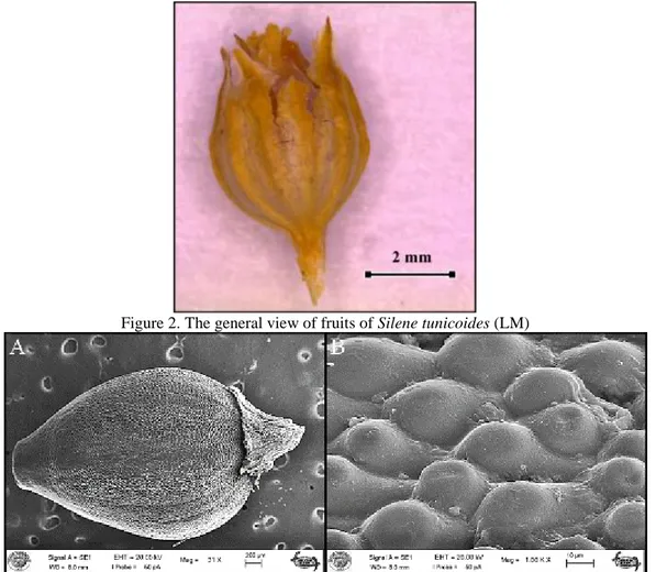 Figure 2. The general view of fruits of Silene tunicoides (LM) 