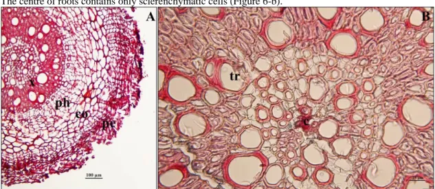 Figure 5. A. The general view of seeds of Silene tunicoides (SEM) B. Ornamentation 