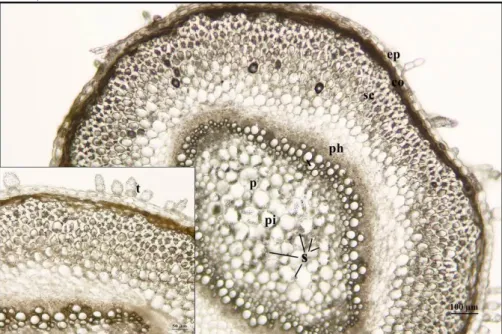 Figure 8. The cross sections of herbaceous stem of Silene tunicoides ep: epidermis, co: cortex parenchyma, sc: 