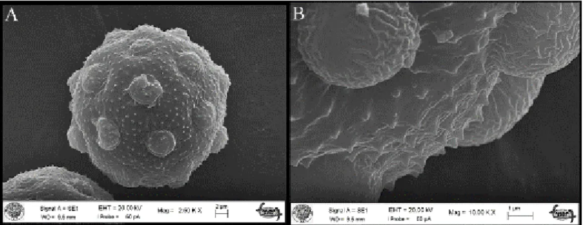 Figure 11. The scanning electron microscope (SEM) photographs of Silene tunicoides A. The general view of pollen B