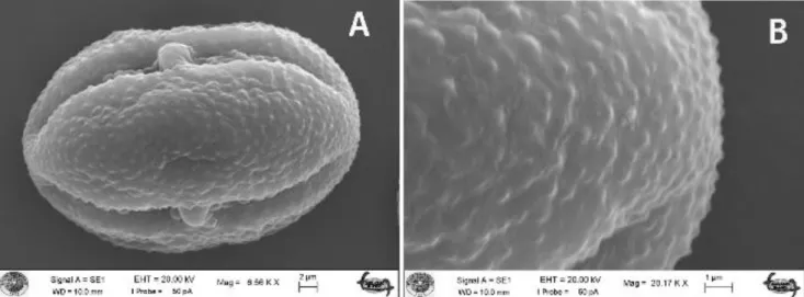 Figure 3. A−B. SEM micrographs of the pollen grains A, B equatorial view and exine sculpturing of C
