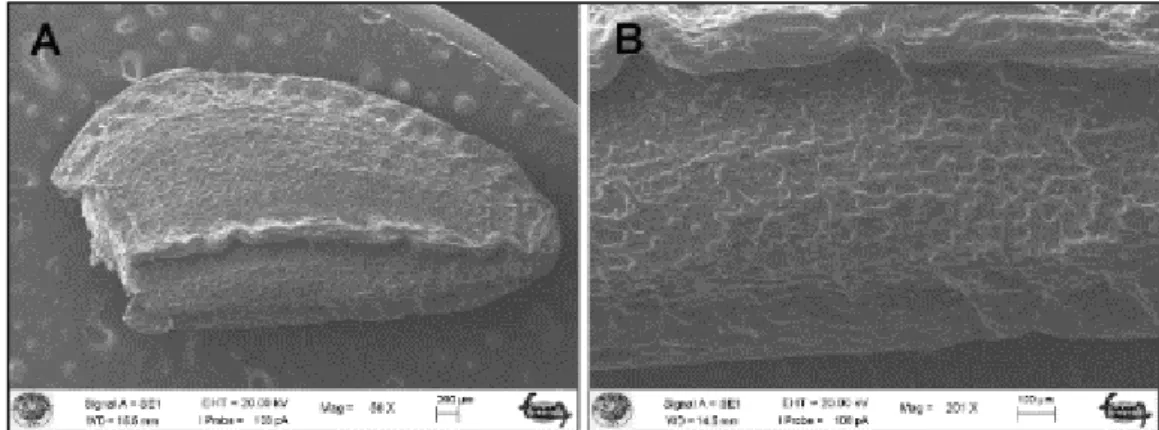 Figure 5. SEM photographs of achen C. boissieri A−B: general view and sculpturing 