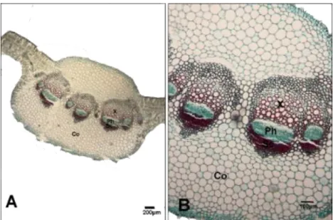Figure 7. A−B. Transverse section of the midrib: Co, collenchyma; Sc, sclerenchyma; Ph, phloem; X, xylem  4