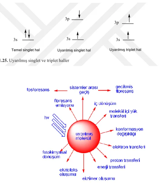 Şekil 1.25. Uyarılmış singlet ve triplet haller 