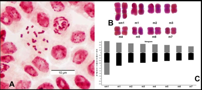 Figure 1. Karyomorphology of Astragalus victoriae, with 2n = 16. A-Metaphase plate, B-Karyogram, C-Ideogram 