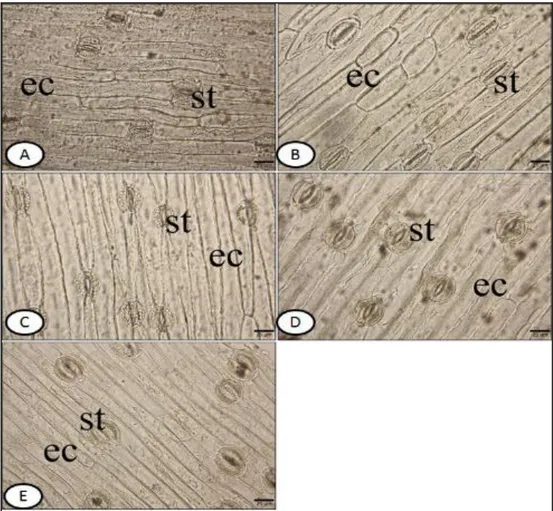 Figure 3. The upper surface of transverse section of leaves of examined taxa. A-M. bourgaei B-M