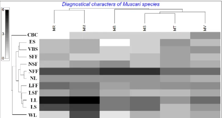 Figure 5. A dendrogram showing taxonomic relationships of  Muscari species based on morphological and anatomical  data