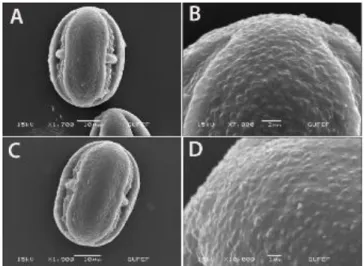 Şekil 6. C. cataonica (A, B) ve C. intertexta (C, D) polen SEM fotoğrafları  3.4. Aken morfoloji ve mikromorfolojisi 