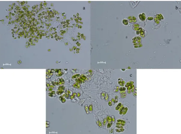 Figure 2. Light microscope images of Desmodesmus species after Al 2 O 3  NPs exposure: a and b) X40, c) X100 