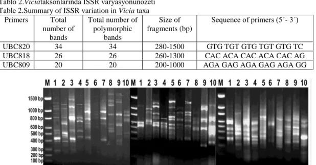 Tablo 2.Viciataksonlarında ISSR varyasyonunözeti  Table 2.Summary of ISSR variation in Vicia taxa 