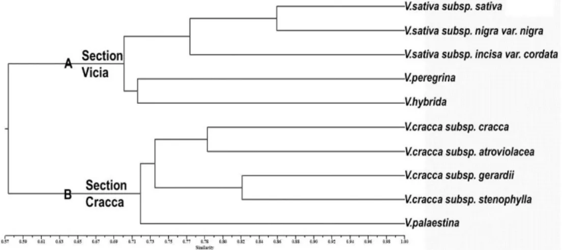 Figure 2.The dendrogram explaining the genetic relationship of the Viciataxa  Şekil 2