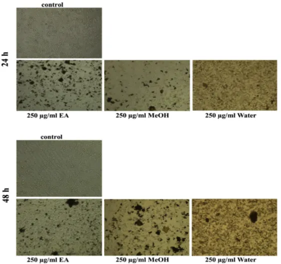 Fig. 3. Cells morphology of A549 lung cancer cells under inverted microscope after treated with 250 μg/ml of extracts