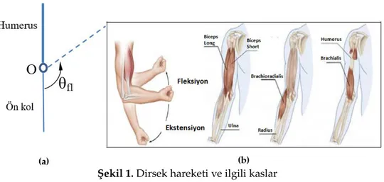 Şekil 1. Dirsek hareketi ve ilgili kaslar  Figure 1. Elbow movement and related muscles