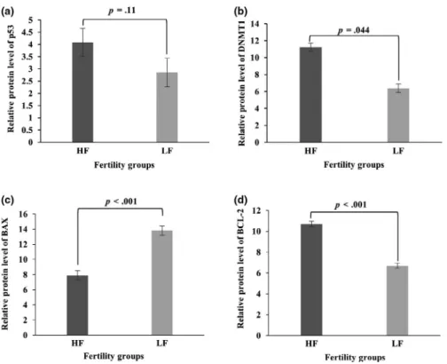 Figure	2a)	between	the	two	groups.	Expression	of	DNMT1	protein	 was	greater	in	spermatozoa	of	HF	sires	(11.22	±	0.49)	when	com‐ pared	with	LF	bulls	(6.37	±	1.8;	p	=	.044;	Figure	2b)	as	well	as	the	 expression	of	BAX	protein	(7.88	±	0.6	in	HF	bulls	vs.	13.8