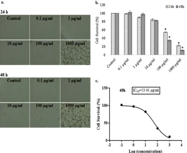 Fig. 1. a.The cellular morphology of human breast adenocarcinoma (MDA-MB-231) cells after S