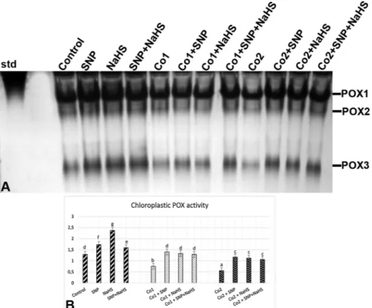 Fig. 8. E ﬀects of exogenous 100 μM SNP and 600 μM NaHS treatment on relative band intensity of diﬀerent types of chloroplastic peroxidase isoenzymes (POX, A) and POX activity (B, units mg −1 protein) in wheat leaves exposed to 150 μM (Co1) and 300 μM (Co2