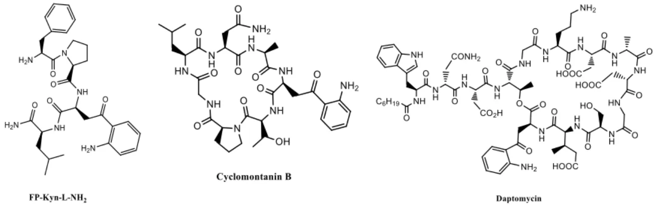 Figure 1. Natural bioactive compounds containing kyn residue. 