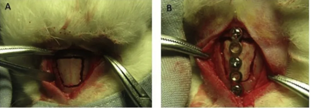 Fig. 3. A, Osteoblastic activity (arrow) and callus formation (star) are seen (Group 1, 100)