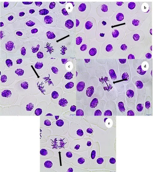 Fig. 3. CAs induced by P5 and P5-6Q observed in Allium ana-telophase cells a: Disturbed ana-telophase, b: Stickiness, c: Chromosome laggards, d: Anaphase bridge, e: Polyploidy
