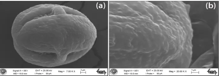 Fig. 5. SEM micrographs of the pollen grains; (a &amp; b) equatorial view and exine sculpturing of C