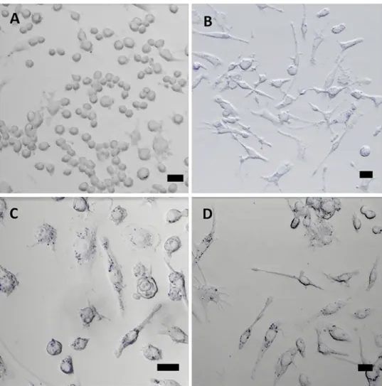 Fig. 9    Cellular imaging. 