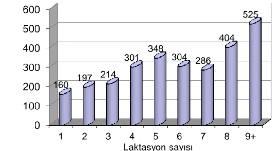 Şekil 2. Laktasyon sayısı ile somatik hücre sayısı arasındaki ilişki (Weller, 2005) 0100200300400500600123456789+160 197  214 301 348 304  286 404 525 SHS (x 1.000 hücre/ml)Laktasyon sayısı 