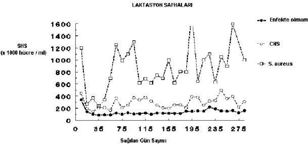 Şekil 7. Somatik hücre sayısı ve mevsim arasındaki ilişki (Coulon, 1996) 