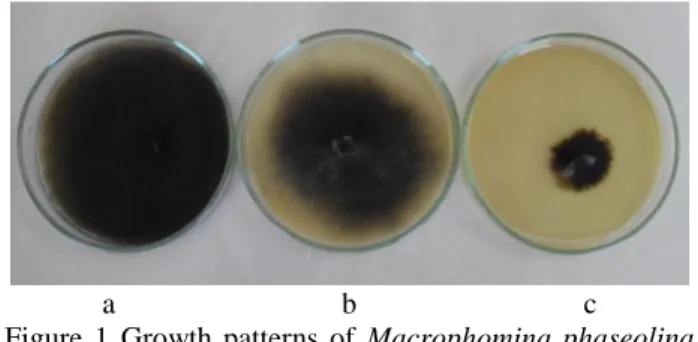 Figure  1  Growth  patterns  of  Macrophomina  phaseolina  isolated  from  bean  stem  and  root  when  grown  on  a  medium  containing  120  mM  potassium  chlorate  in  Petri  dishes