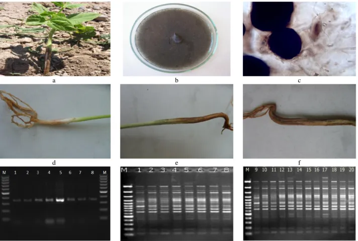 Figure 2. a.Typical disease symptoms of M. phaseolina on bean seedling; b. Growth of the fungus on PDA medium; c