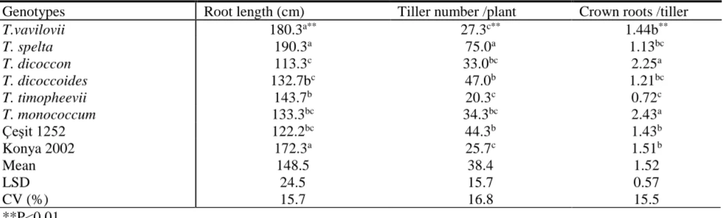 Table  2  Root  length,  tiller  number  and  crown  root  number  at  GS  31  plant  growth  stage  of  ancient,  wild  and  modern  wheats 
