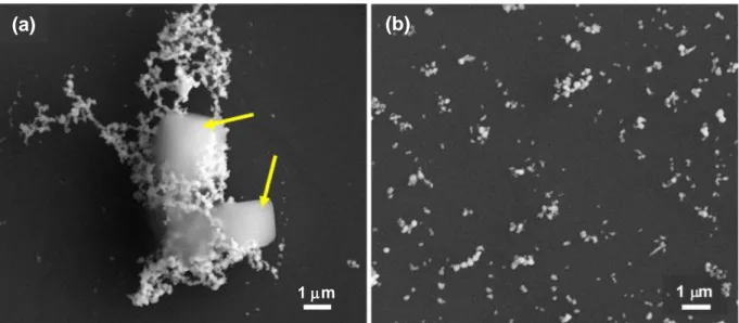 Figure 3. SEM micrographs of AgNPs synthesized by using hydroxylamine hydrochloride (HH) as a  reducing agent