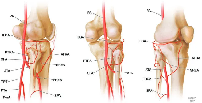 Fig. 1. Illustration of the most commonly occurring vascular pattern supplying the fibular head: posterolateral view  (left); posterior view (center); and anterolateral view (right)