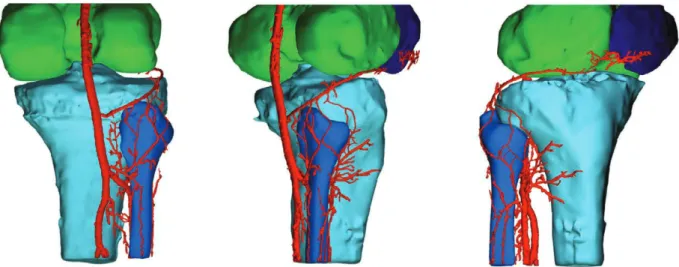 Fig. 8. Three-dimensional reconstruction of a high-resolution computed tomographic scan of one specimen demonstrating  the most commonly occurring vascular pattern supplying the fibular head