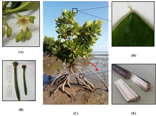 Figure 1. (A) flower, (B) cigar-shaped propagules, (C) R. mucronata along the coastline of Mauritius 